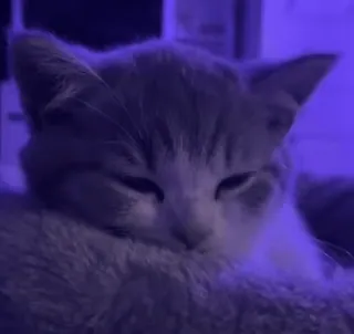 😞 6860137c кот, животное, домашняя кошка, питомец, спит, кошачий whatsapp sticker