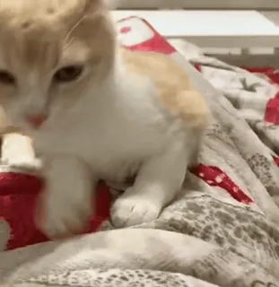 🌟 6d0ded4f кошка, котёнок, животное, питомец, милый, домашнее животное, игривый whatsapp sticker