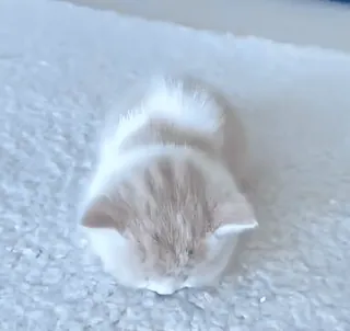 😴 a09d98a5 кот, котенок, животное, милый, питомец whatsapp sticker