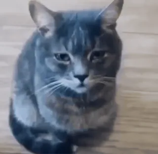🌟 b6edbb89 кот, животное, питомец, домашняя кошка, серый кот, полосатый кот whatsapp sticker