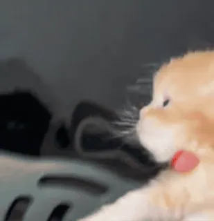 🥰 be7315bf кот, котёнок, рыжий полосатый, животное, питомец, милый, пушистый whatsapp sticker