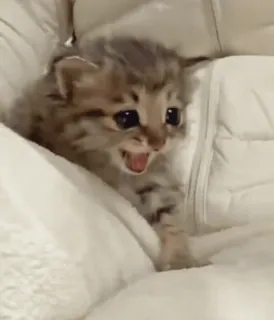 🌟 c8e8d1a8 котёнок, милый, животное, кошка, питомец, кошачий, крошечный, мяу whatsapp sticker