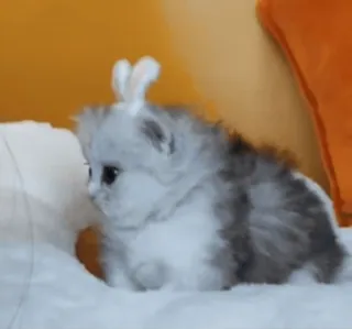 😨 c9986006 котёнок, кошка, животное, питомец, милый, заячьи ушки whatsapp sticker