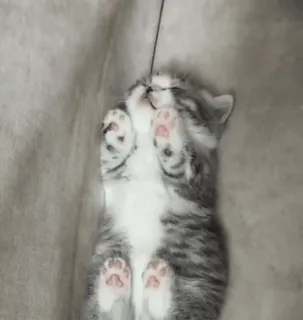 🌟 cde81d84 котенок, кошка, животное, милый, спящий, очаровательный, полосатый whatsapp sticker