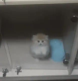 🌟 cf5910e3 собака, щенок, милый, животное, питомец, маленький whatsapp sticker