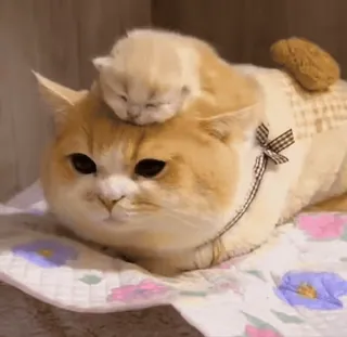 🌟 d3ea9004 кот, котёнок, животные, милый, домашнее животное, домашнее животное whatsapp sticker