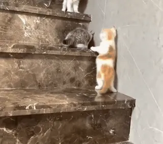 💀 f34c1340 кошки, котенок, лестница, домашние животные, животные whatsapp sticker