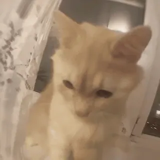 🐈 6949abd8 kot, kociak, zwierzę, zwierzę domowe, słodki, domowy, koci whatsapp sticker