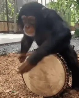 🐒 7a17d87d szympans, bęben, zwierzę, naczelny, muzyka, małpa whatsapp sticker