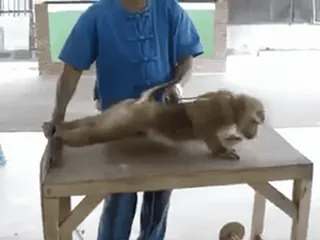 🐒 83a3f953 whatsapp sticker