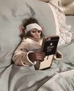 🐵 a7ddbc21 DESIRE CITY małpa, zwierzę, łóżko, telefon, wymarzone miasto, słodki, piżama whatsapp sticker