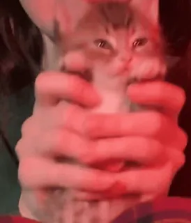 🐈 c13b1124 kociak, kot, zwierzę domowe, słodki, zwierzę whatsapp sticker