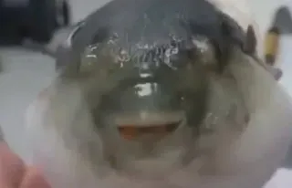 😡 ae108b71 fish, animal, cute, pufferfish telegram sticker