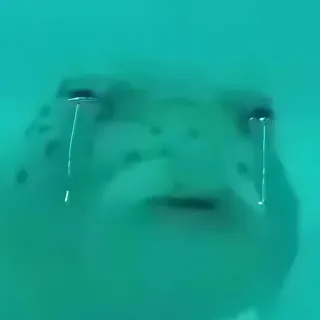 😂 ed30537c crying, sad, turtle, water, underwater telegram sticker