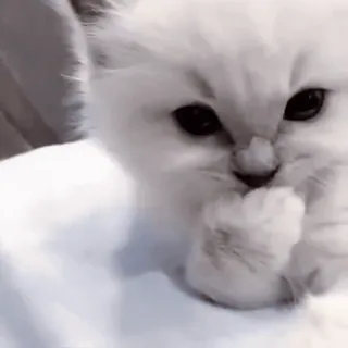 💗 baf7a5d6 chat, chaton, chat blanc, mignon, animal, animal de compagnie whatsapp sticker