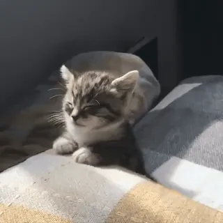 🤩 e5509555 chaton, chat, mignon, animaux, animaux de compagnie, animaux domestiques whatsapp sticker