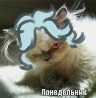 🤯 22054ae5 Понедельник кот, мем, понедельник whatsapp sticker