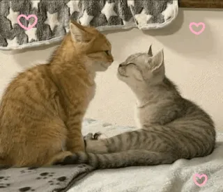 🥰 0350842a kucing, anak kucing, imut, cinta, kasih sayang, hewan whatsapp sticker