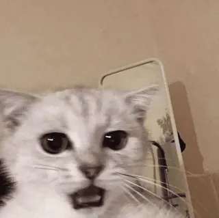 😒 04e09e3f kucing, hewan, peliharaan, hewan peliharaan, imut, kucing terkejut, meme whatsapp sticker