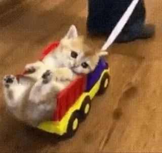 ☺️ 0772eb8a kucing, anak kucing, truk, mainan, imut, hewan, hewan peliharaan whatsapp sticker