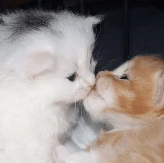 ❤️ 0a3ca438 anak kucing, kucing, hewan, imut, kasih sayang, ciuman, persahabatan whatsapp sticker