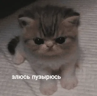 😡 16b09ecc злюсь пузырюсь kucing, anak kucing, imut, marah, meme whatsapp sticker