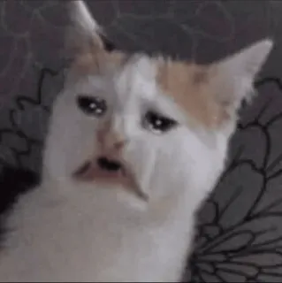 😭 3a6498b0 kucing, sedih, meme, menangis, ekspresi, hewan whatsapp sticker