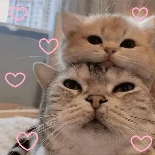 ❤️ 4538a3b9 kucing, anak kucing, binatang, lucu, cinta, hati whatsapp sticker