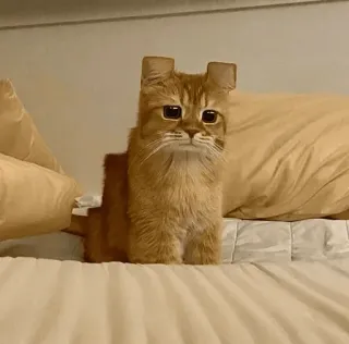 😕 581c61d0 kucing, kucing tabby oranye, Minecraft, hewan, lucu, anak kucing, persegi whatsapp sticker