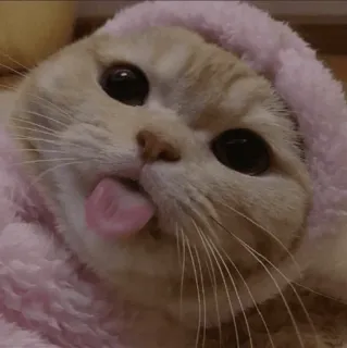 😋 76e460e2 kucing, hewan, peliharaan, lucu, lidah, hoodie merah muda whatsapp sticker