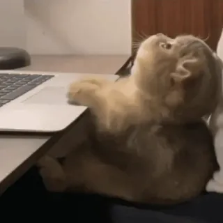 😍 78c3fbb0 kucing, laptop, komputer, hewan, peliharaan, lucu whatsapp sticker