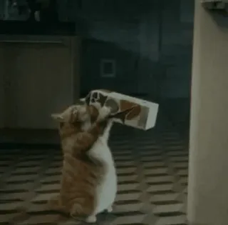 ☺️ 8db7b267 kucing, kotak, mengangkat, hewan peliharaan, binatang, lucu, dalam ruangan whatsapp sticker