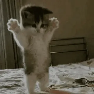 ❤️ 8e5ba296 kucing, anak kucing, imut, hewan, lucu, menari whatsapp sticker