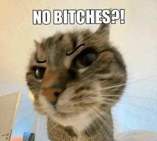 😑 8f6e792a NO BITCHES?! kucing, meme, lucu, meme internet, sinis, humor whatsapp sticker