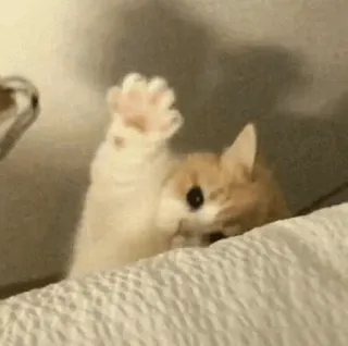 👋 a08f991b kucing, anak kucing, gelombang, imut, hewan, peliharaan whatsapp sticker