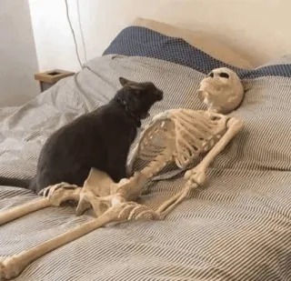 😵 c0e435c5 kucing, kerangka, humor, tempat tidur, hewan, lucu, tulang whatsapp sticker