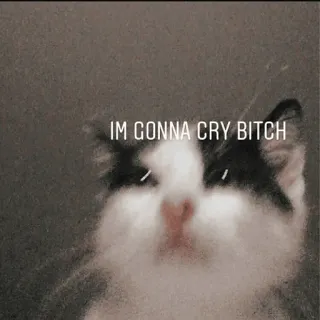 😢 c2bb9d33 IM GONNA CRY BITCH kucing, meme, menangis, sedih, menyinggung whatsapp sticker
