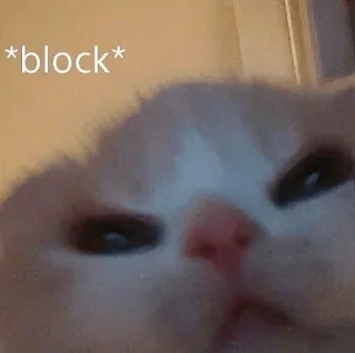😡 c4da3404 *block* kucing, meme, blok, internet, lucu, hewan whatsapp sticker