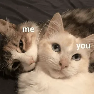 🥰 cbe700ca me you kucing, hewan peliharaan, binatang, hubungan whatsapp sticker