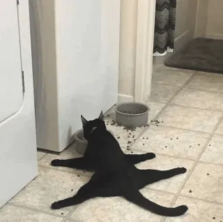 💀 d7a63b02 kucing, kucing hitam, hewan, hewan peliharaan, kucing domestik, berbaring, makanan, lantai keramik whatsapp sticker