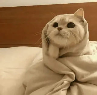 😍 e54bff02 kucing, binatang, imut, selimut, hewan peliharaan, anak kucing whatsapp sticker