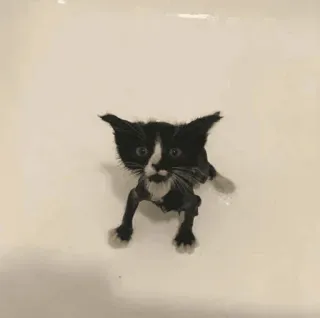 😰 e571e8ec anak kucing, kucing, hitam putih, basah, imut, hewan whatsapp sticker