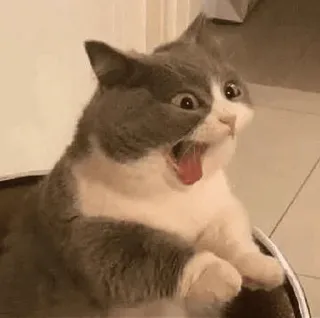 😧 e596a047 kucing, meme, hewan, lucu, terkejut, kaget whatsapp sticker