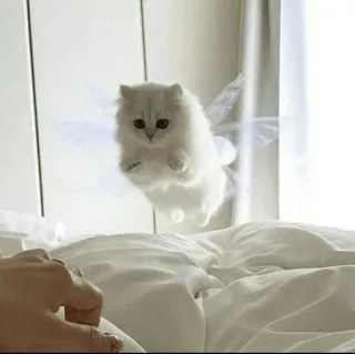 ❤️ eb81f219 kucing, peri, sayap, anak kucing, binatang, hewan peliharaan whatsapp sticker