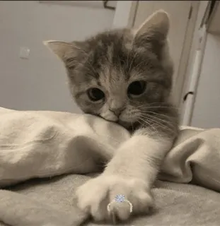 💍 f3df19ba kucing, cincin, imut, hewan, cincin kawin whatsapp sticker