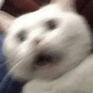 😨 f46a876a kucing, meme, lucu, binatang, takut whatsapp sticker