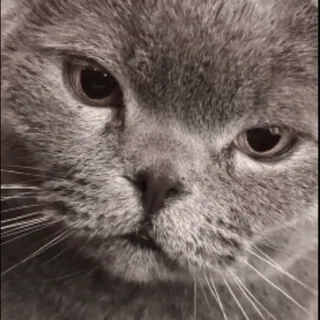 😪 0d20b834 gato, animal, animal de estimação, gato cinza, mamífero, felino whatsapp sticker