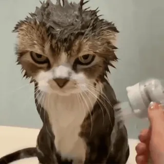 😠 0f2fc9dc gato, molhado, chuveiro, bravo, animal de estimação, animal, gato doméstico, felino whatsapp sticker