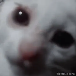 🫨 1329304f @getbucknino gato, animal, animal de estimação, meme, desfocado whatsapp sticker
