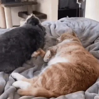 ❤ 166a7188 gato, gatinho, animal de estimação, animal, dormindo, doméstico, felino whatsapp sticker